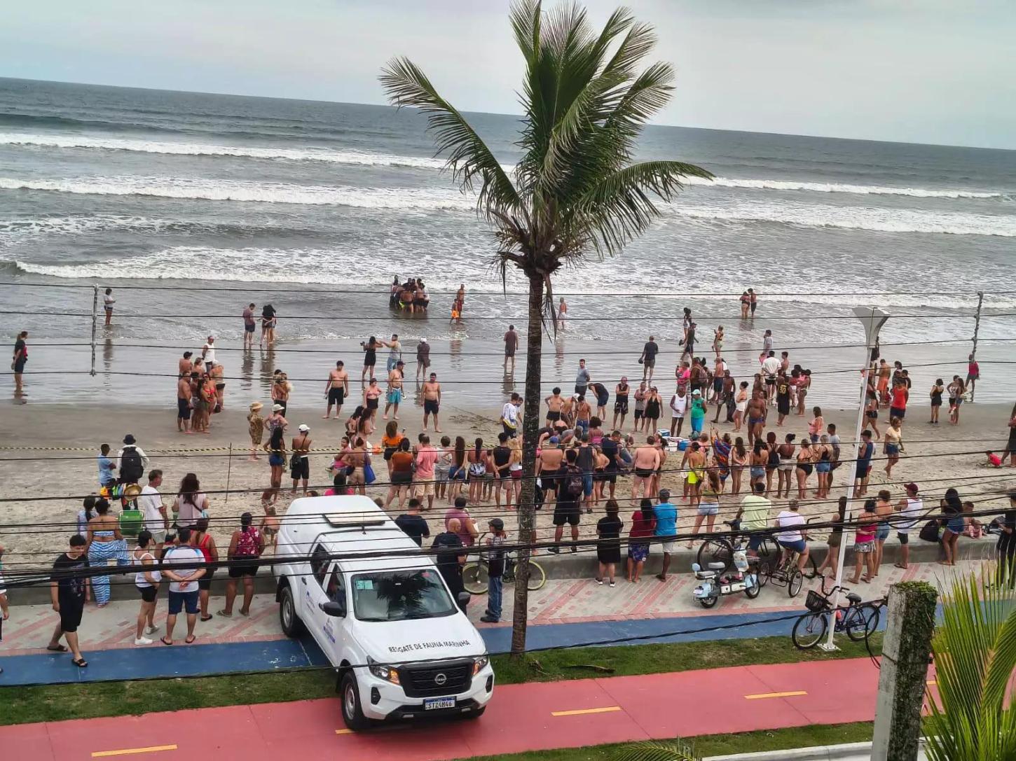 Animal marinho encalha várias vezes em praia, mobiliza população e resgate no litoral de São Paulo