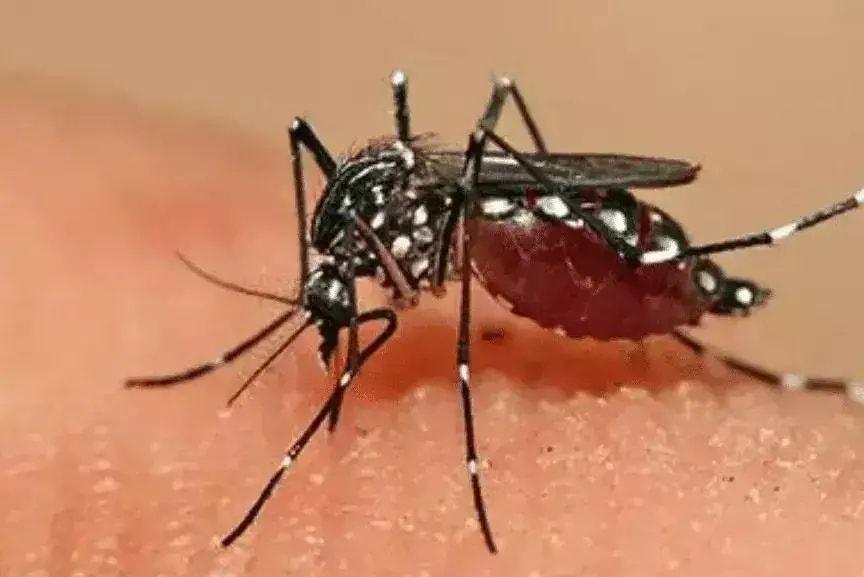 Baixada Santista tem primeira morte por dengue confirmada em 2025