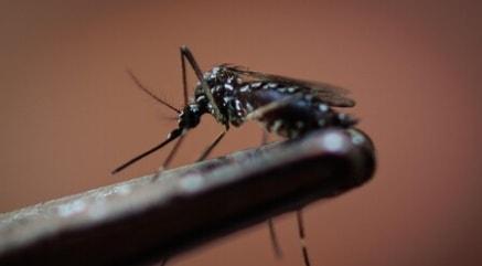 Baixada Santista ultrapassa mil casos de dengue registrados em 2025