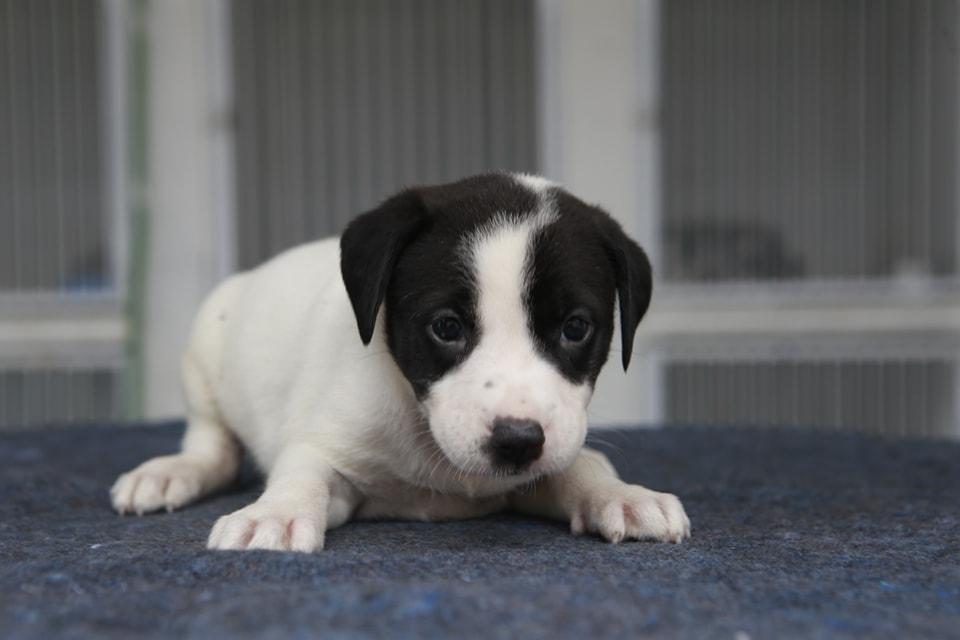 Em Guarujá, campanha de adoção garante novo lar a 12 animais