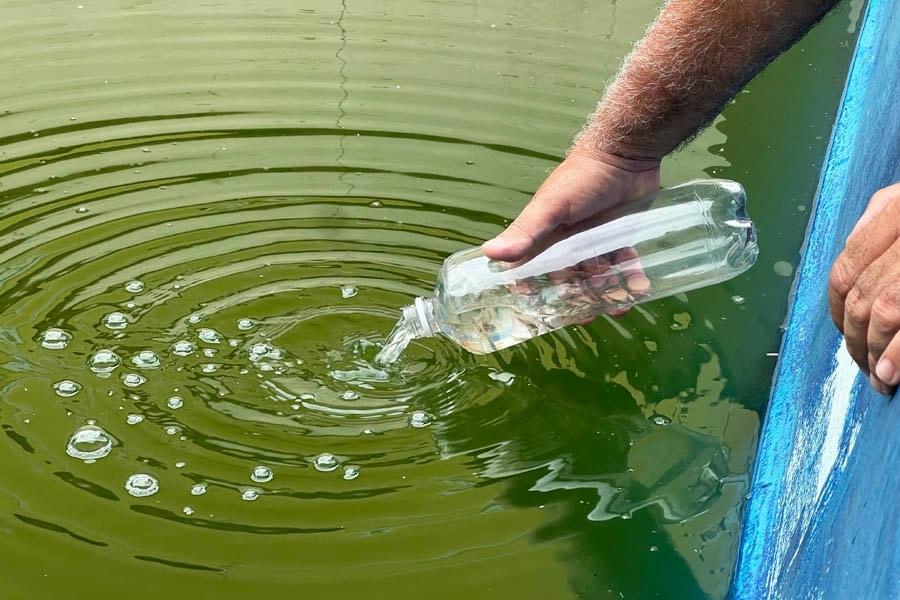 Guarujá intensifica uso de peixes para eliminar focos mosquito da dengue