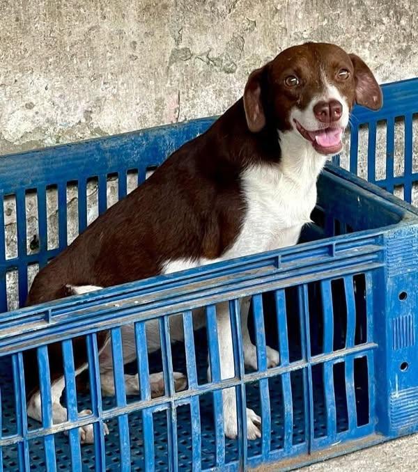 Guarujá realiza feira de adoção de animais neste sábado (22)