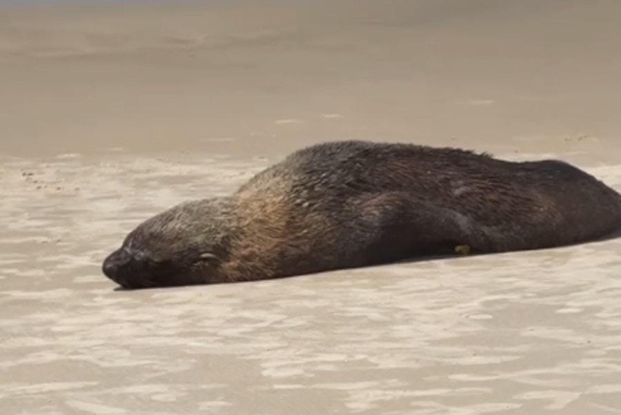 Leão-marinho surpreende banhistas ao aparecer na faixa de areia em praia de Guarujá