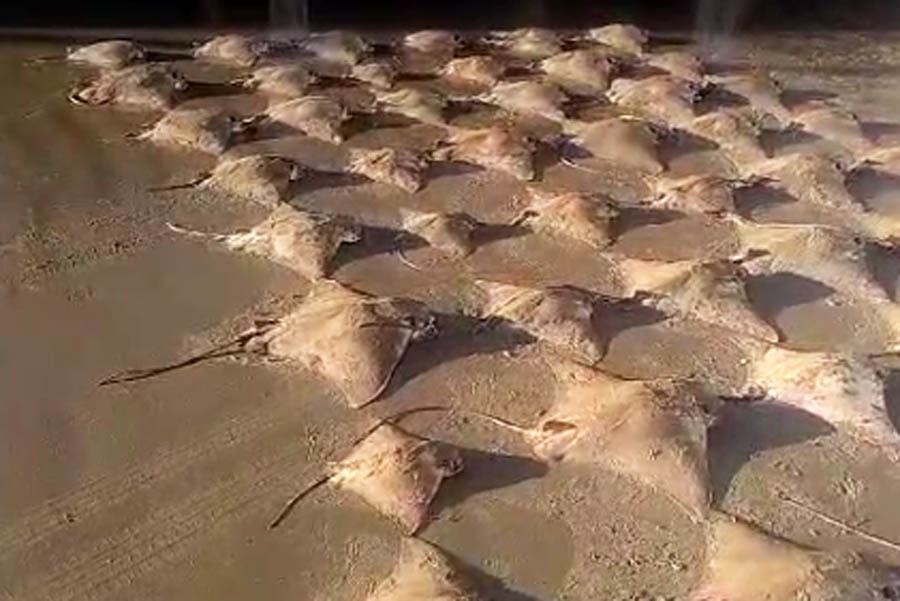Mais de 100 raias mortas são encontradas em praia de São Vicente