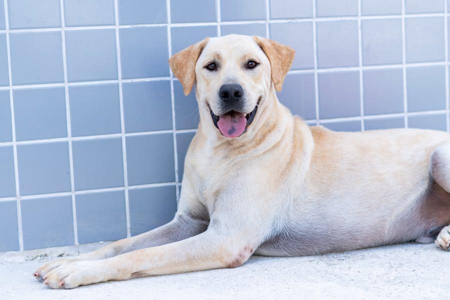 Bertioga está com mais de 160 pets disponíveis para adoção