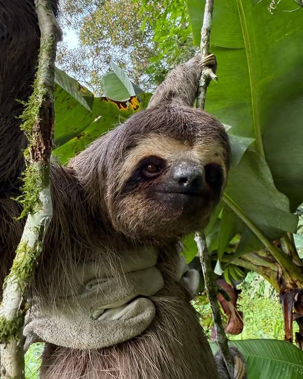 Bicho-preguiça é resgatado em Guarujá