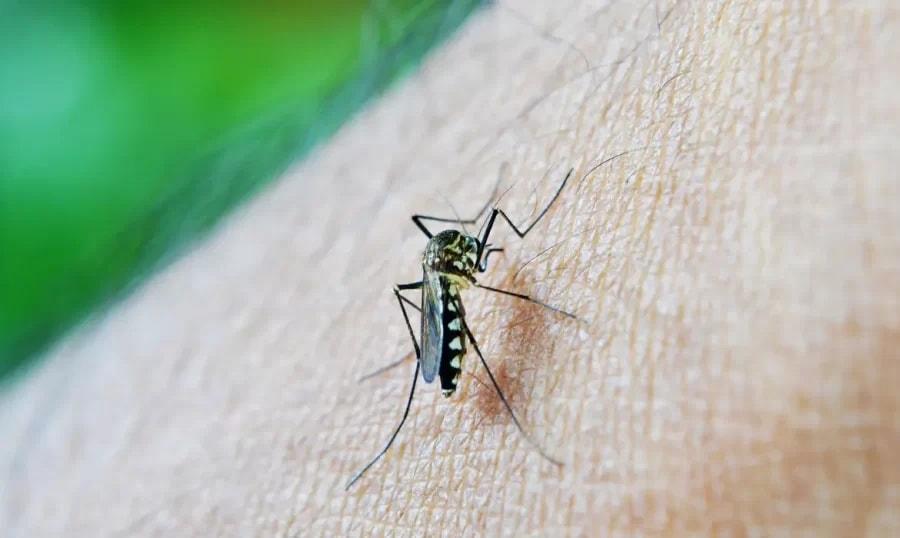 Brasil ultrapassa 1 milhão de casos prováveis de dengue em 2025