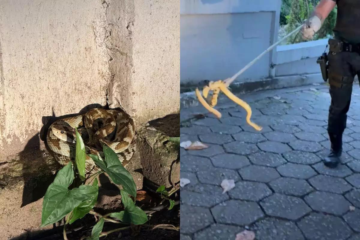 Cobra jararaca aparece em estacionamento de supermercado Pão de Açúcar na Enseada, em Guarujá
