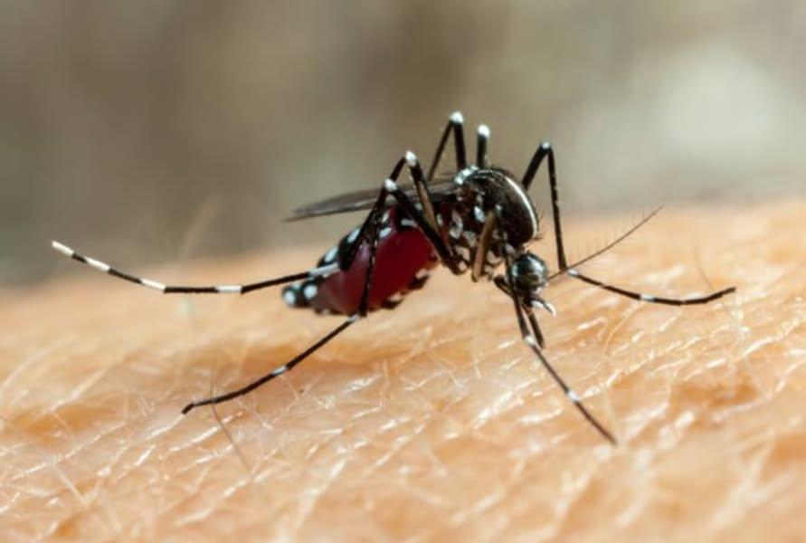 Duas crianças morrem por dengue na Baixada Santista, SP