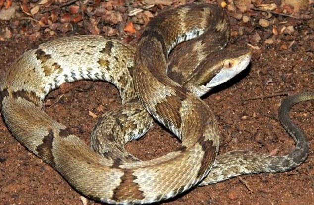 Nova serpente é descoberta no litoral de SP e será alvo de estudo do Instituto Butantan; conheça