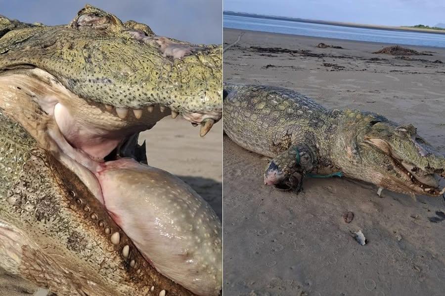Pescador encontra jacaré morto em mangue do litoral de SP