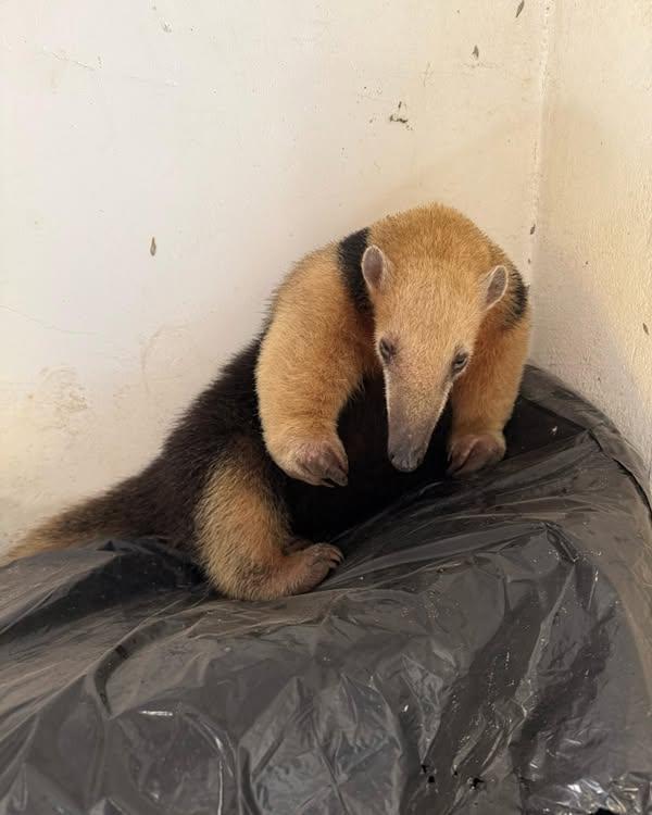 Tamanduá-mirim é capturado no Jardim Virgínia, em Guarujá