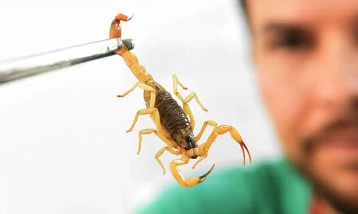 Baixada Santista registra casos de picada de escorpião