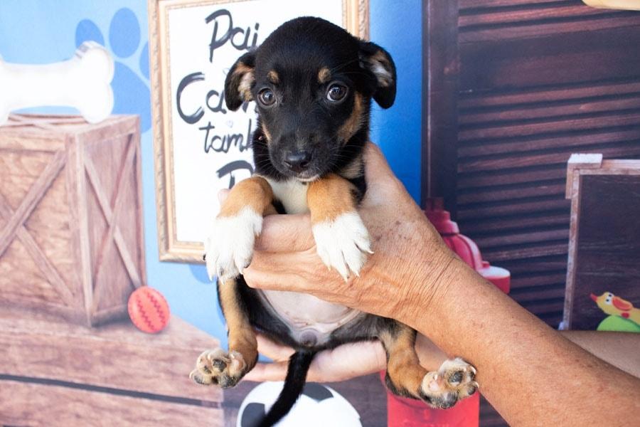 São Vicente oferece atendimento veterinário gratuito para animais.