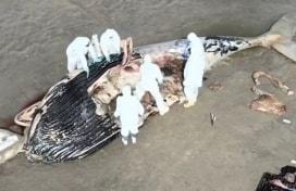 Baleia-jubarte é encontrada morta em praia do litoral de SP