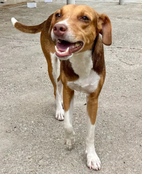 Evento voltado à adoção de pets acontece neste domingo (29) em Guarujá