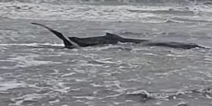 Baleia jubarte é resgatada após encalhar em praia do litoral de SP