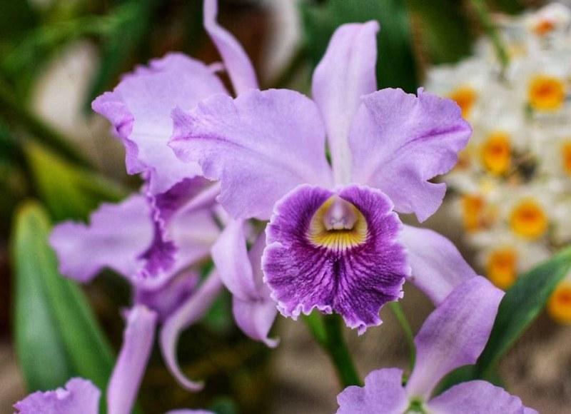Guarujá recebe Festival de Orquídeas com mais de 4 mil espécies de plantas ornamentais