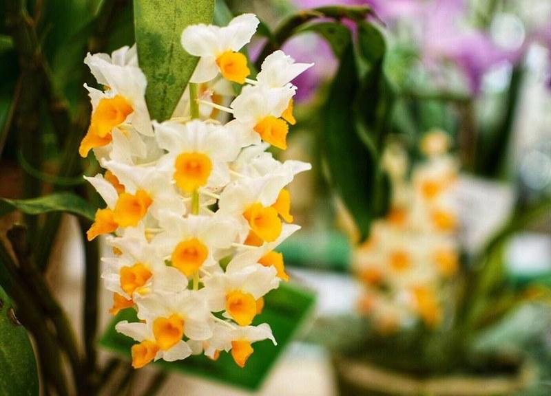 Guarujá recebe Festival de Orquídeas com mais de 4 mil espécies de plantas ornamentais