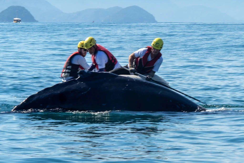 Jubarte volta a ficar presa em rede de pesca no litoral de SP