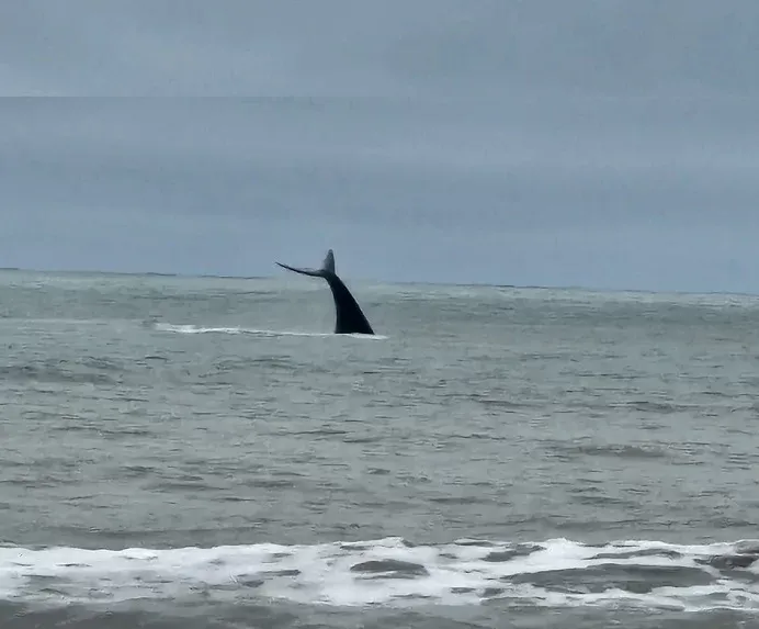 Baleia é flagrada nadando próxima da costa em Praia Grande