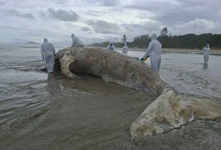 Baleia-jubarte juvenil, de 10 metros, é encontrada morta em praia de Bertioga