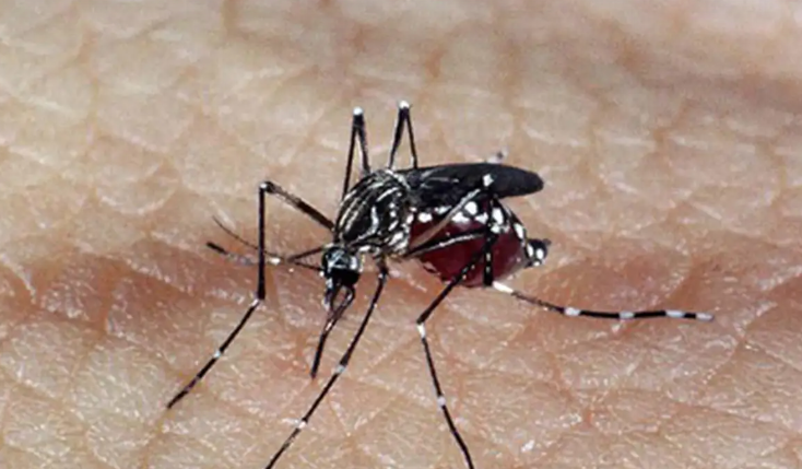 Casos de dengue caem quase 55% na Baixada Santista com ações preventivas e vacinação