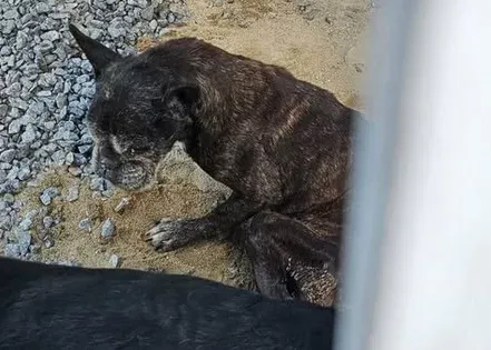 Dois cachorros em situação de maus-tratos são resgatados em Santos