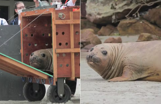Elefante-marinho-do-sul é devolvido ao mar após passar por tratamento no litoral de SP; VÍDEO