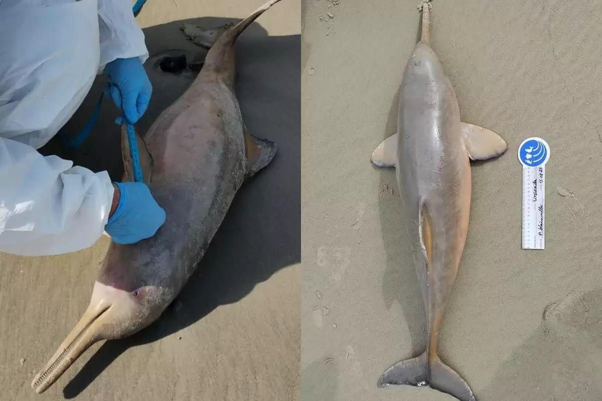 Golfinho é encontrado morto e tem carcaça removida em praia de Guarujá, no litoral de São Paulo