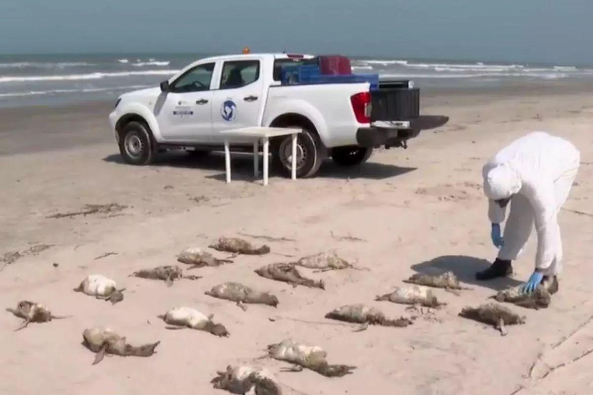 Passa de 800 o número de pinguins mortos encontrados em praias no litoral de São Paulo