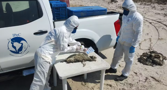 Sobe para 739 o número de pinguins encontrados mortos em praias do litoral de SP; veja