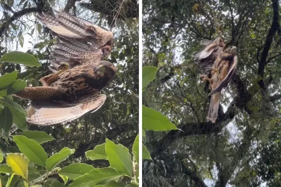 Gavião é resgatado após ficar preso em linha de pipa no Canal 3, em Santos; VÍDEO