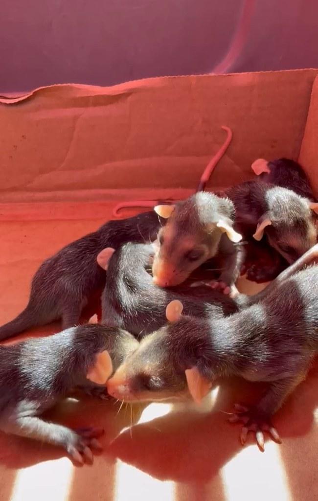 Grupamento de Defesa Ambiental de Guarujá resgata sete filhotes de saruê