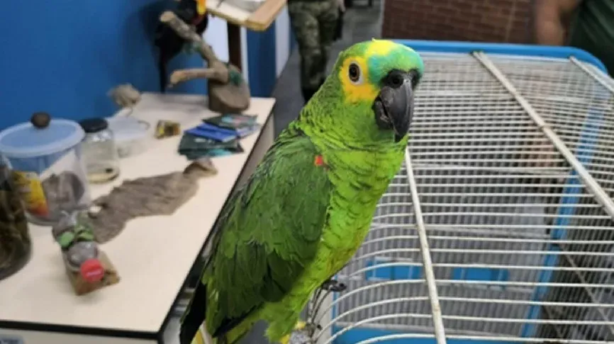 Mais de 100 animais marinhos e silvestres foram resgatados em São Vicente neste ano