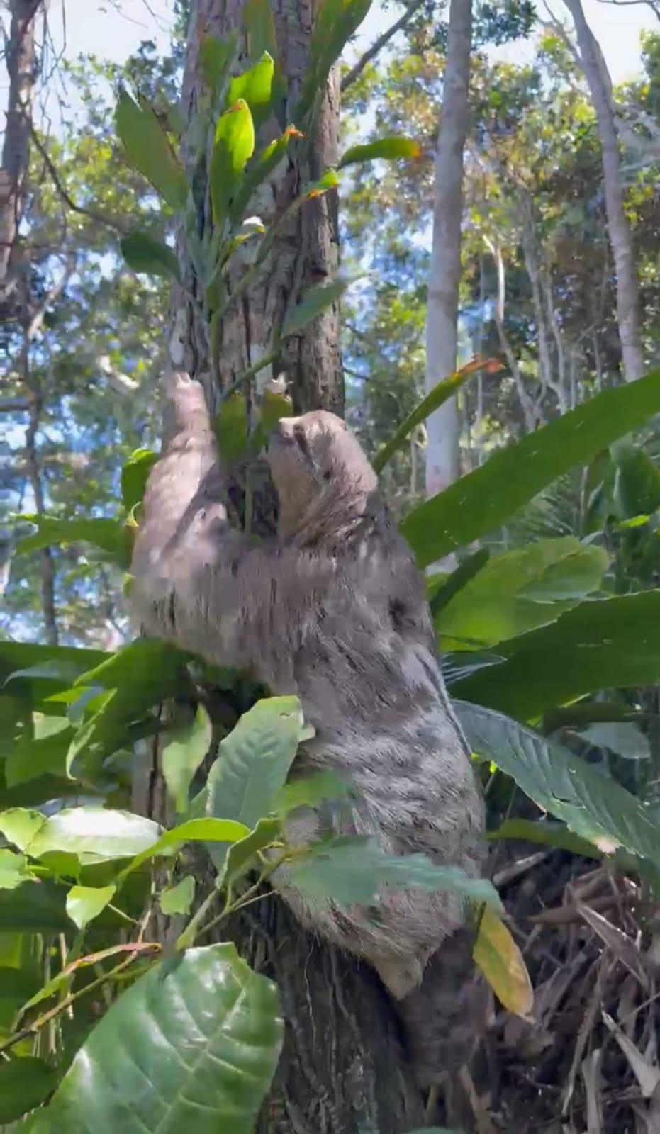 Grupamento de Defesa Ambiental resgata cágado e bicho preguiça