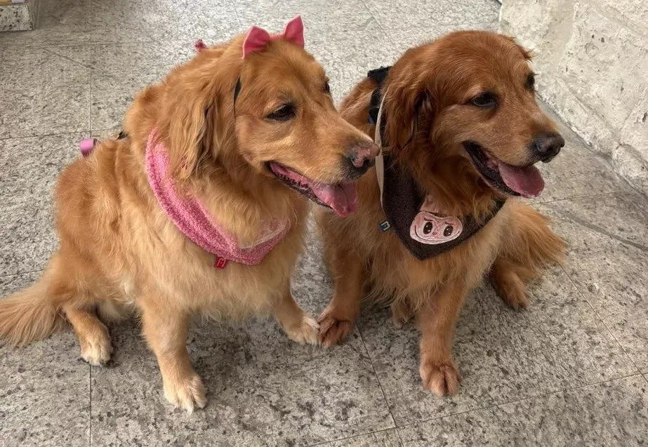 Terapia com animais humaniza tratamento e melhora bem-estar de pacientes em Santos