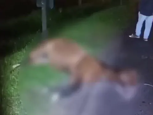 Três cavalos morrem após atropelamento em rodovia de Peruíbe