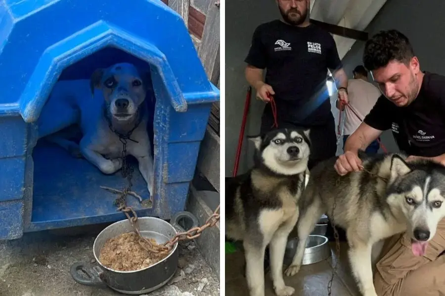 Cães acorrentados são resgatados em Praia Grande após denúncia de maus-tratos