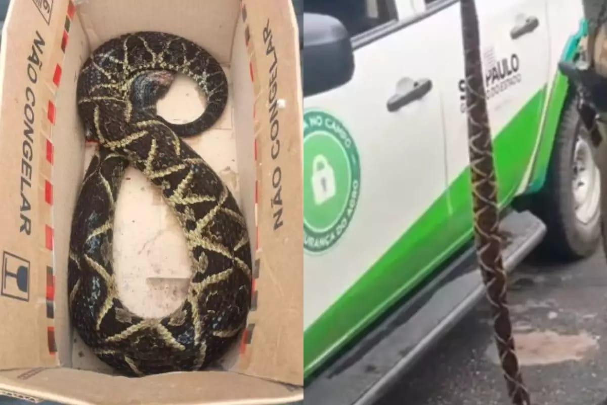 Cobra jararaca aparece em avenida de Guarujá e é atacada e morta pela população no litoral de São Paulo