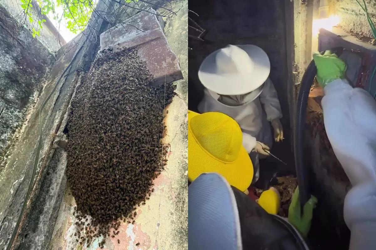 Colmeia gigante é retirada de casa em Guarujá após aumento dos ataques à população