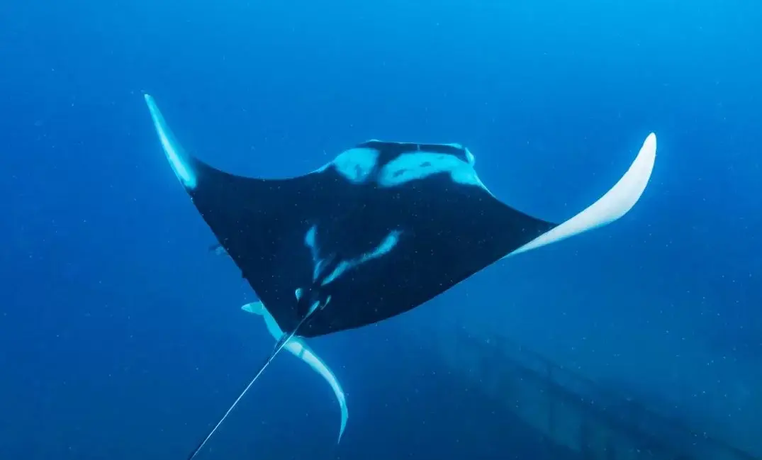 Conheça a nova espécie de raia-manta com nome inspirado em lenda folclórica brasileira