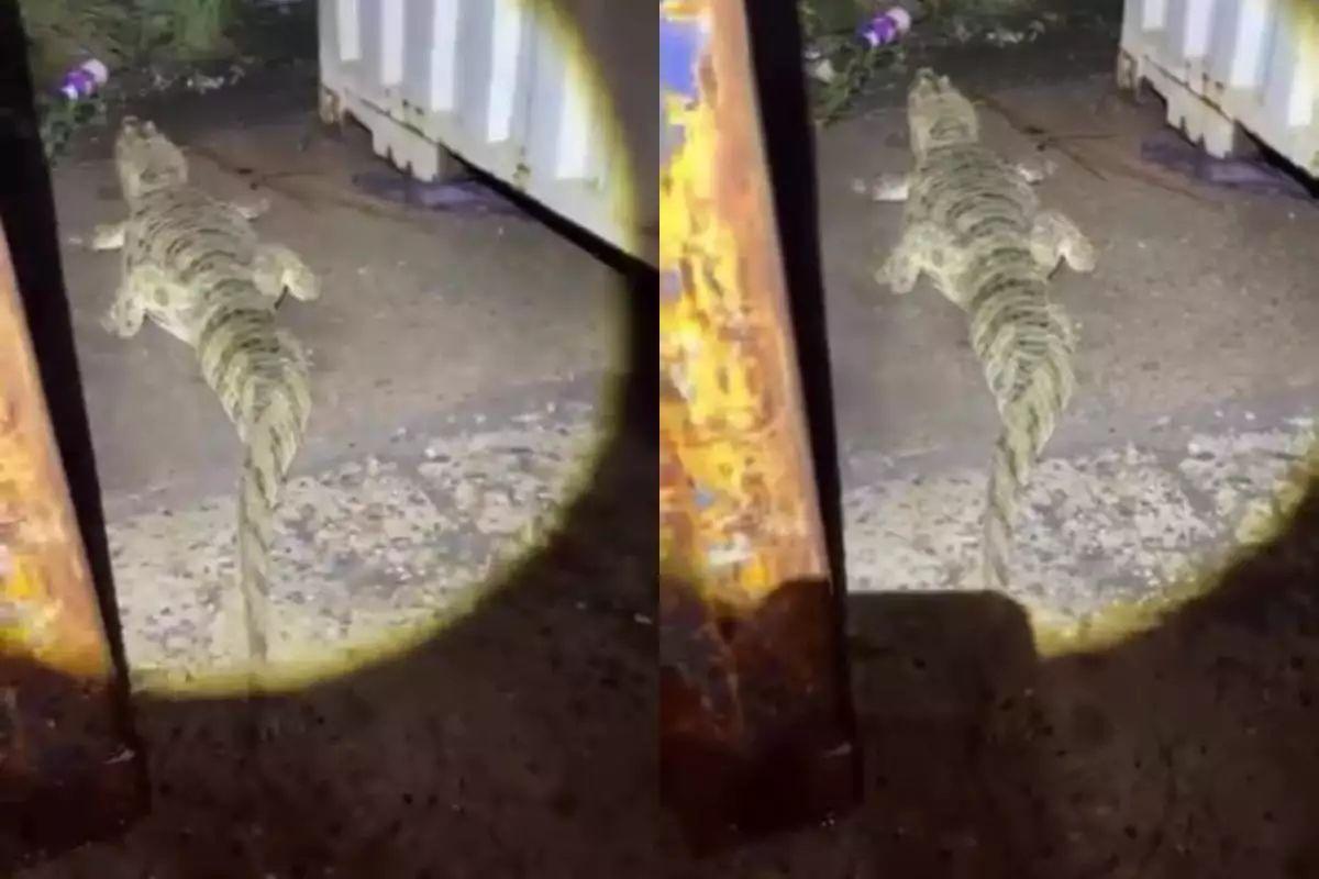 Jacaré é achado morto após aparecer em empresa de Guarujá, no litoral de São Paulo; VÍDEO