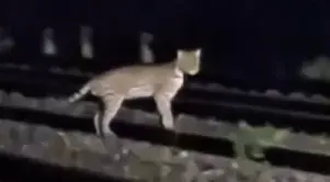 Jaguatirica é flagrada próxima à linha férrea em Cubatão