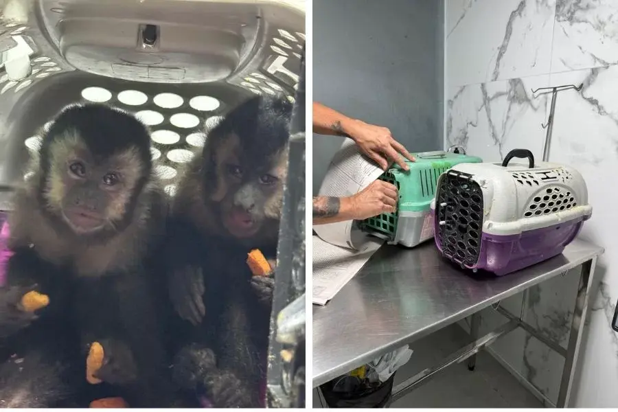Quatro pessoas são presas por tráfico de animais silvestres na Ponta da Praia, em Santos; VÍDEO