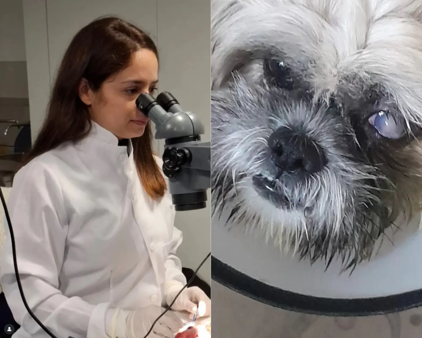Veterinária recupera visão de cachorro em Itanhaém com lente de contato humana