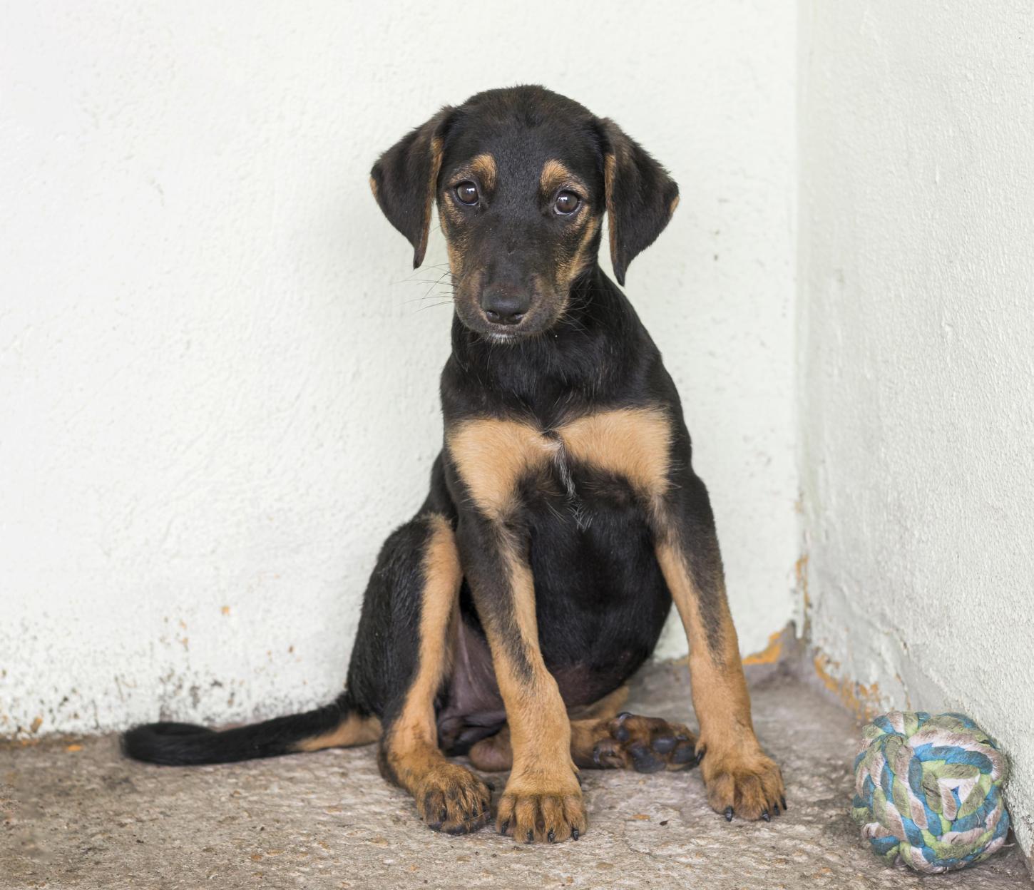 Santos sanciona lei que proíbe deixar animais sozinhos por mais de 36 horas