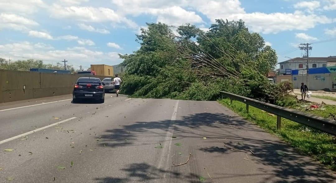 Vento forte derruba árvore na Rodovia Piaçaguera-Guarujá e interrompe parcialmente o trânsito