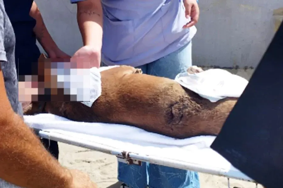 Cachorra é esfaqueada na orla do Canto do Forte, em Praia Grande; VÍDEO