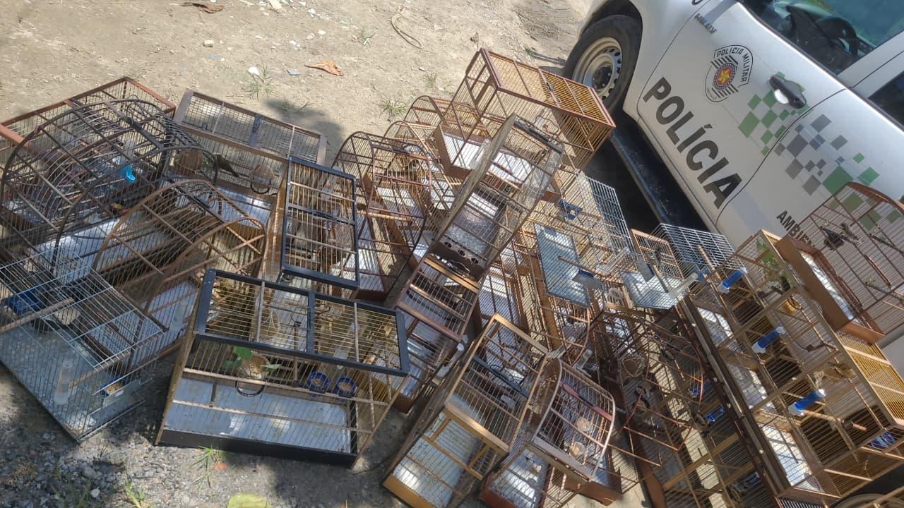 Mais de 60 aves silvestres são libertadas após ação contra crimes ambientais em Bertioga